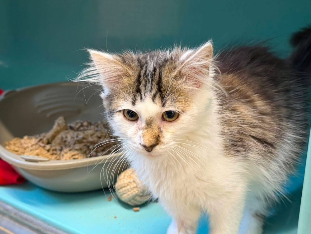 Charly - Chat Européen à adopter
