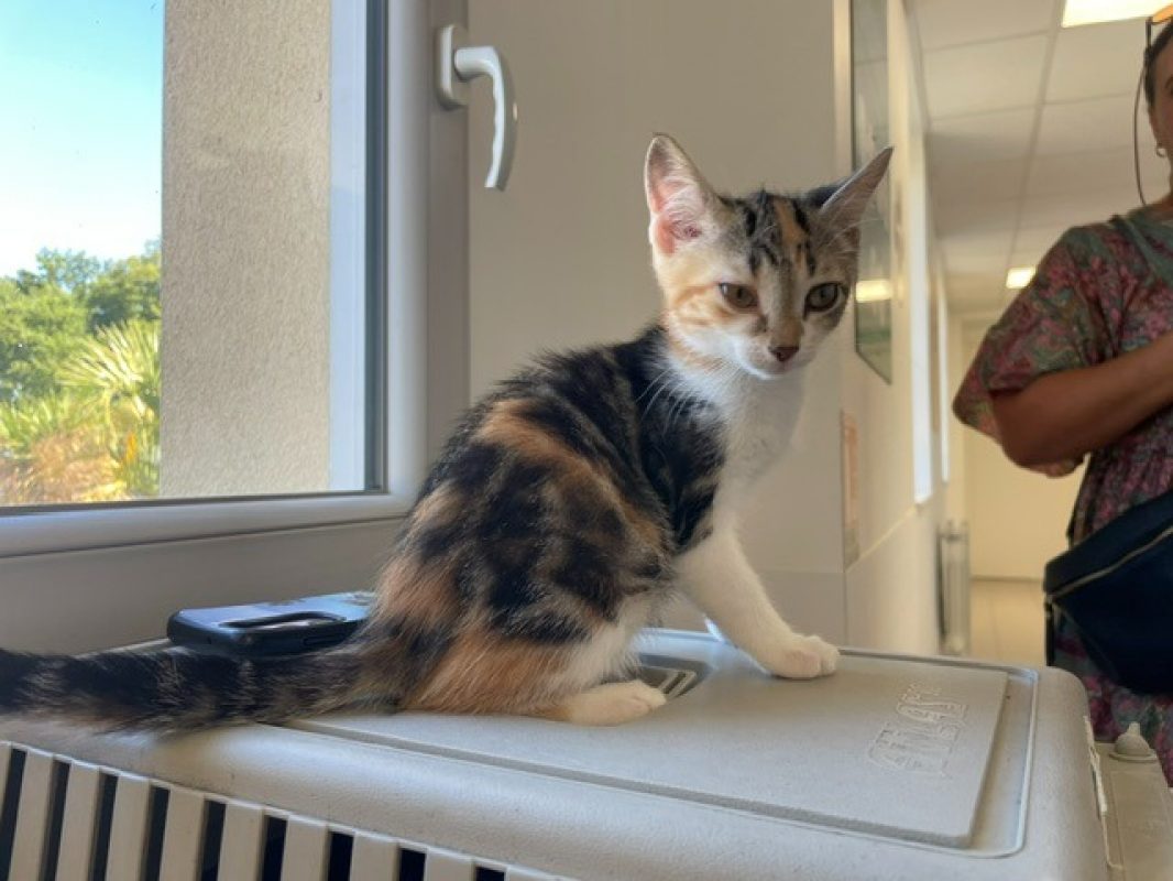 Hibiscus - Chat Européen à adopter