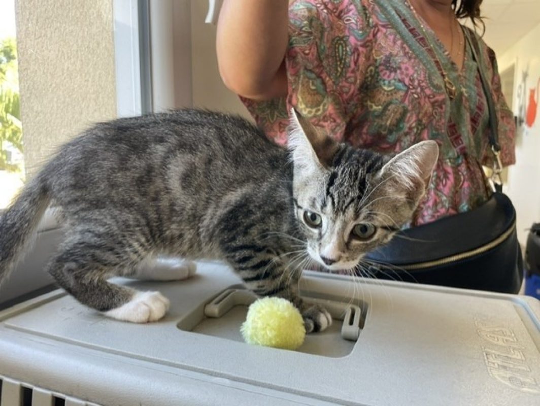 Bourdon - Chat Européen à adopter