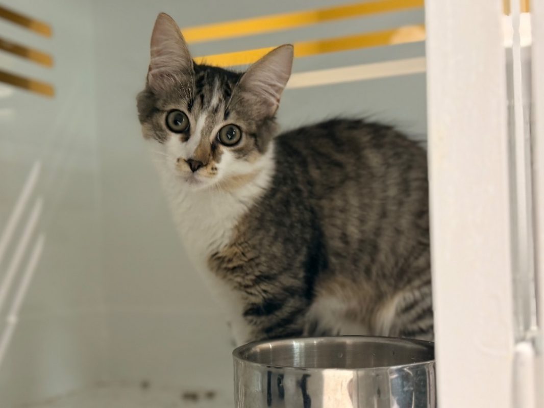 Moussa - Chat Européen à adopter