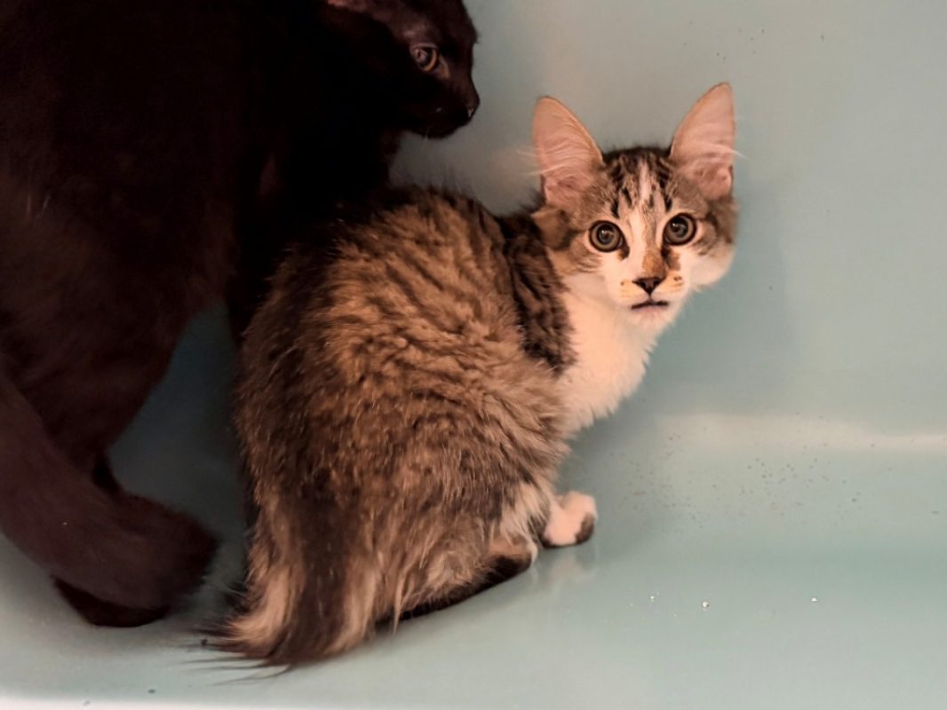 Moussa - Chat Européen à adopter - photo 2