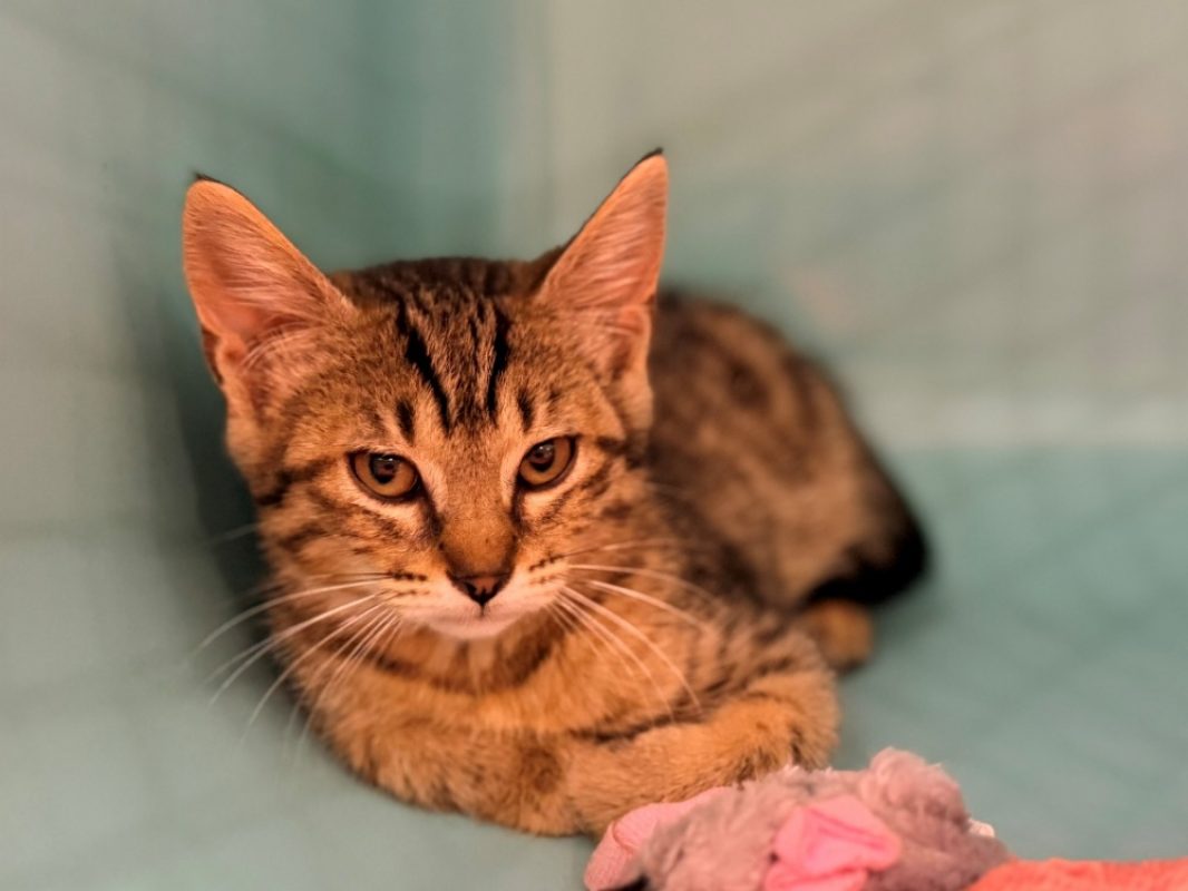 Optika - Chat Européen à adopter