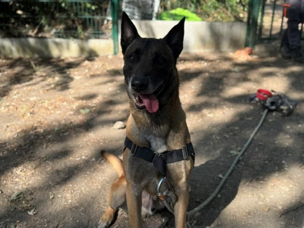 Tyson - Chien Berger Belge Malinois à adopter