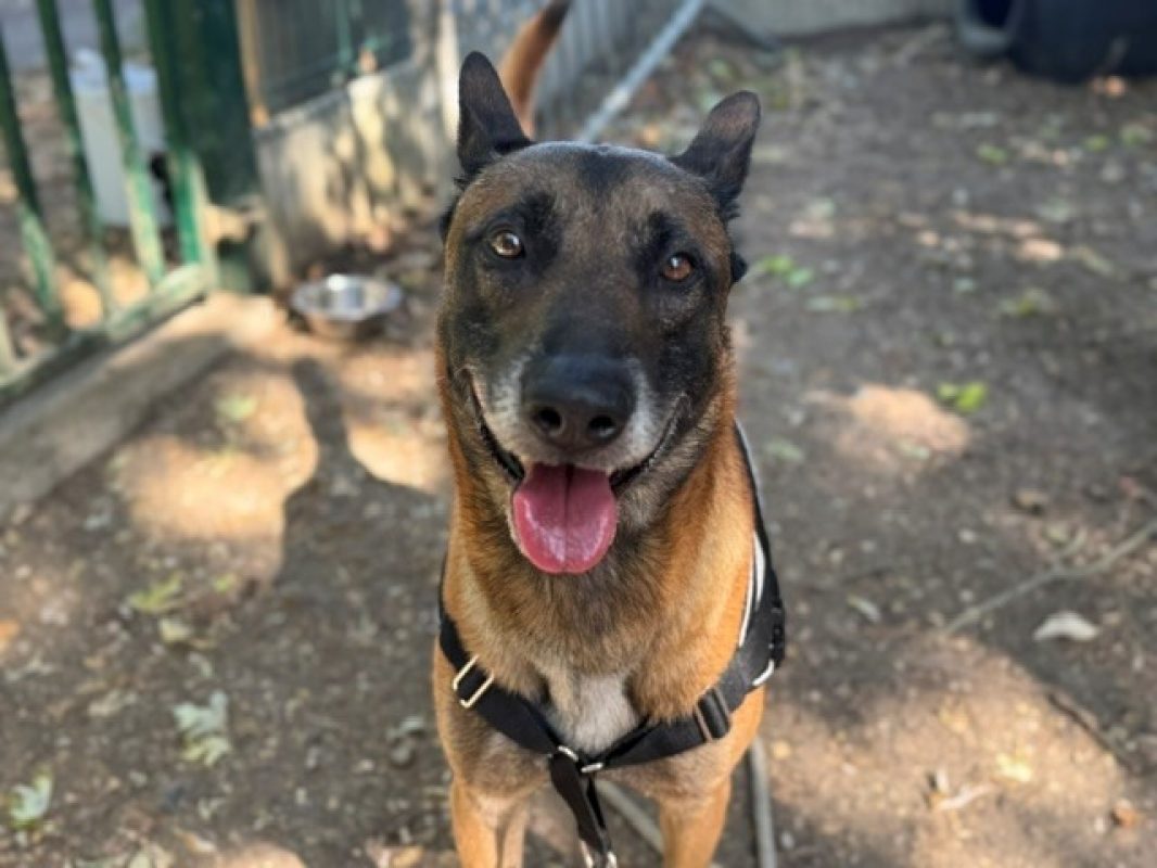 Tyson - Chien Berger Belge Malinois à adopter - photo 2