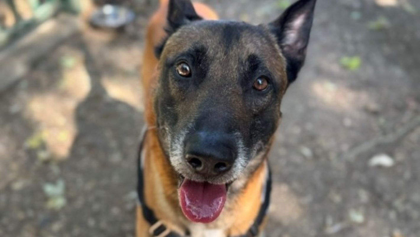Tyson - Chien Berger Belge Malinois à adopter - photo 4