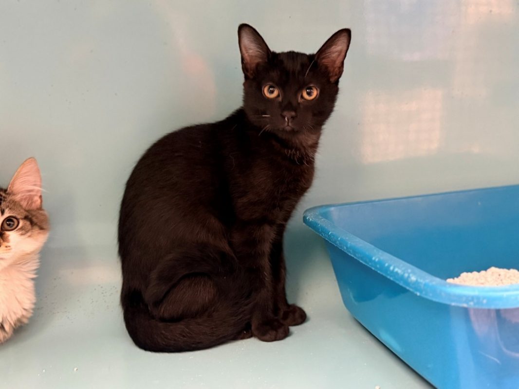 Assa - Chat Européen à adopter