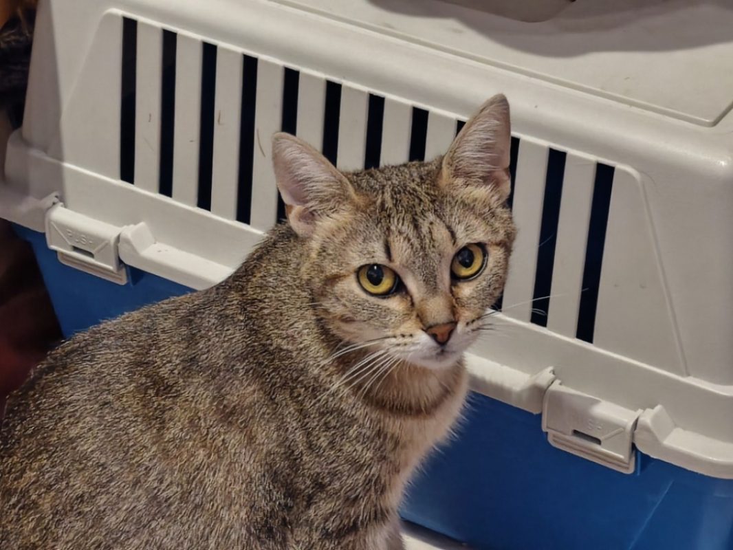 Violette - Chat Européen à adopter