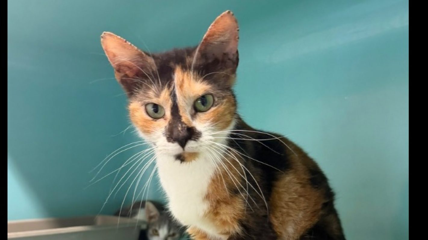 Oria - Chat Européen à adopter