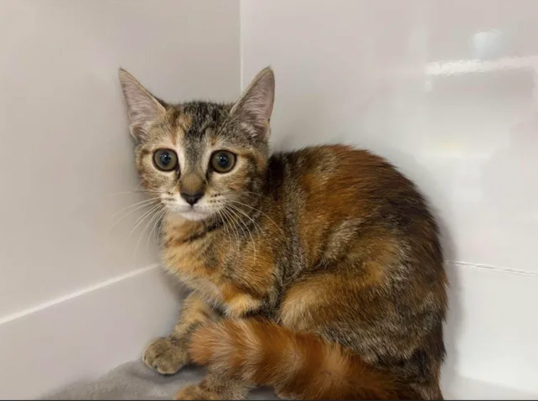 Lexa - Chat Européen à adopter