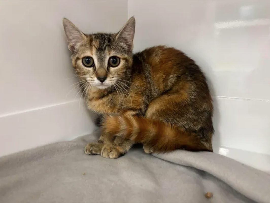Lexa - Chat Européen à adopter - photo 2