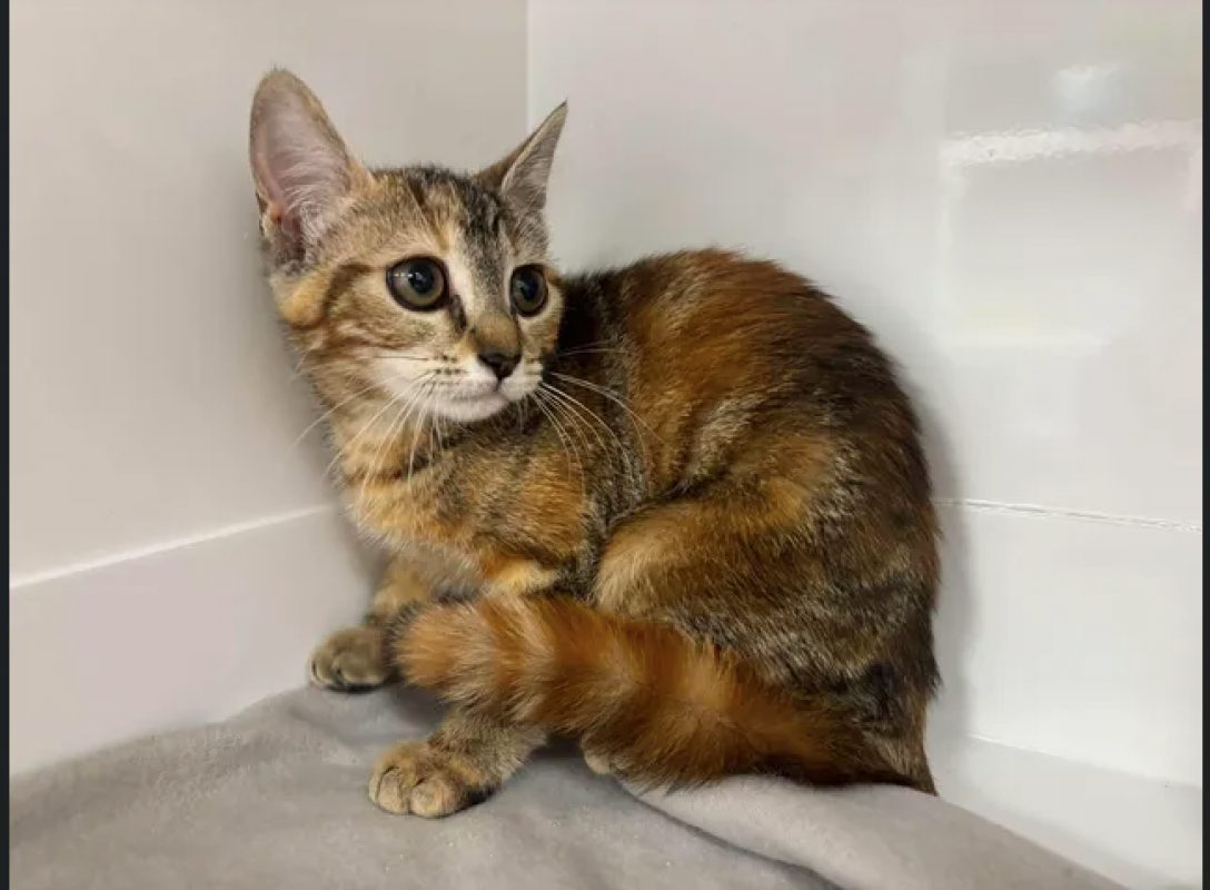 Lexa - Chat Européen à adopter - photo 3