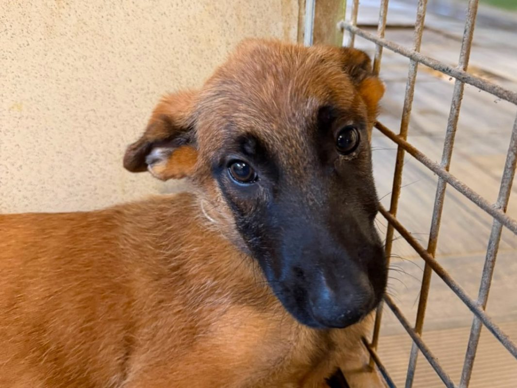 Groot - Chien Berger Belge Malinois à adopter