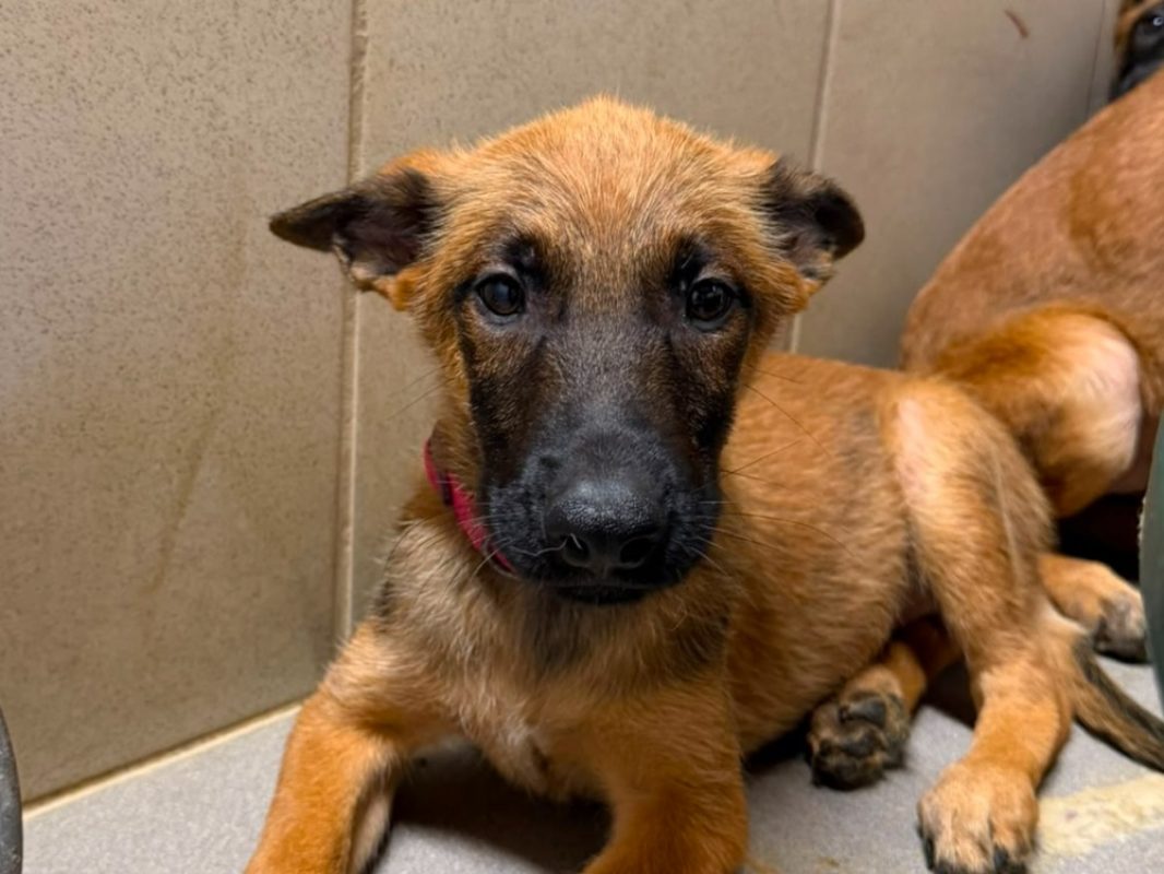 Rogue - Chien Berger Belge Malinois à adopter