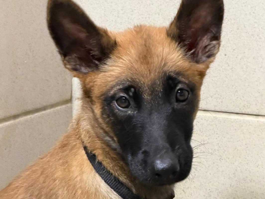 Gamora - Chien Berger Belge Malinois à adopter