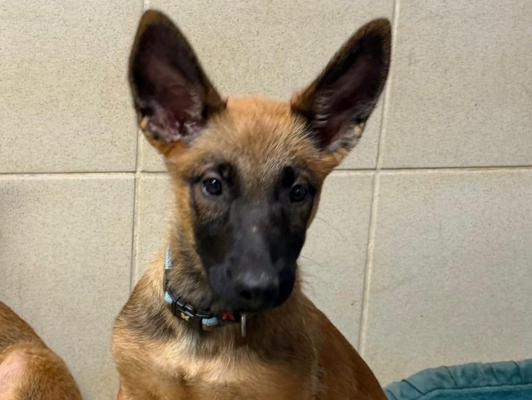 Nebula - Chien Berger Belge Malinois à adopter