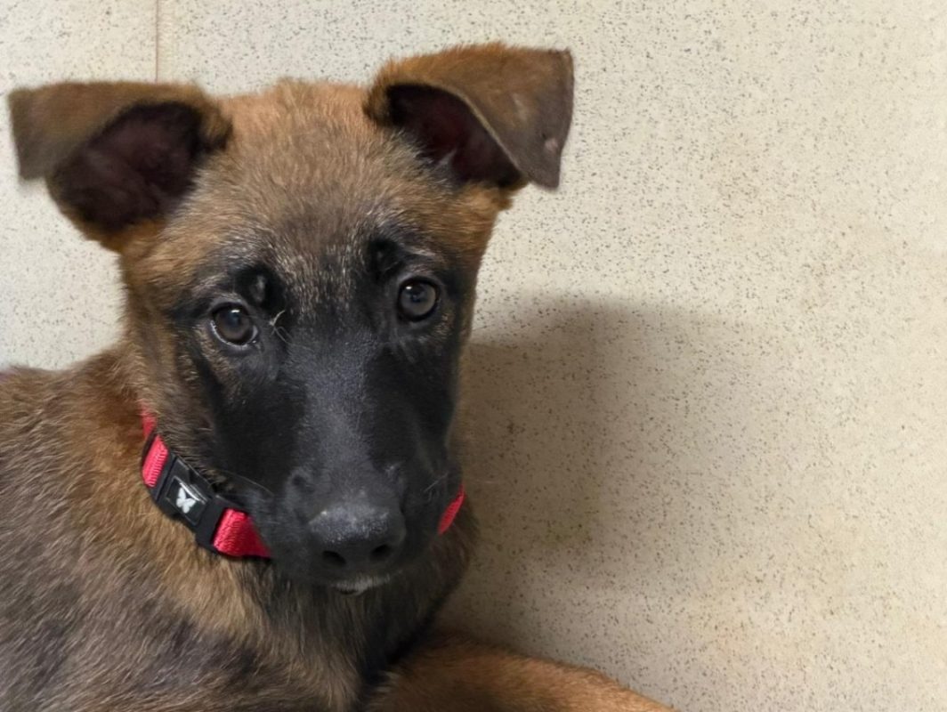 Wanda - Chien Berger Belge Malinois à adopter