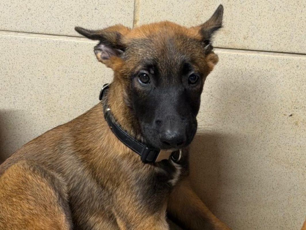 Fury - Chien Berger Belge Malinois à adopter
