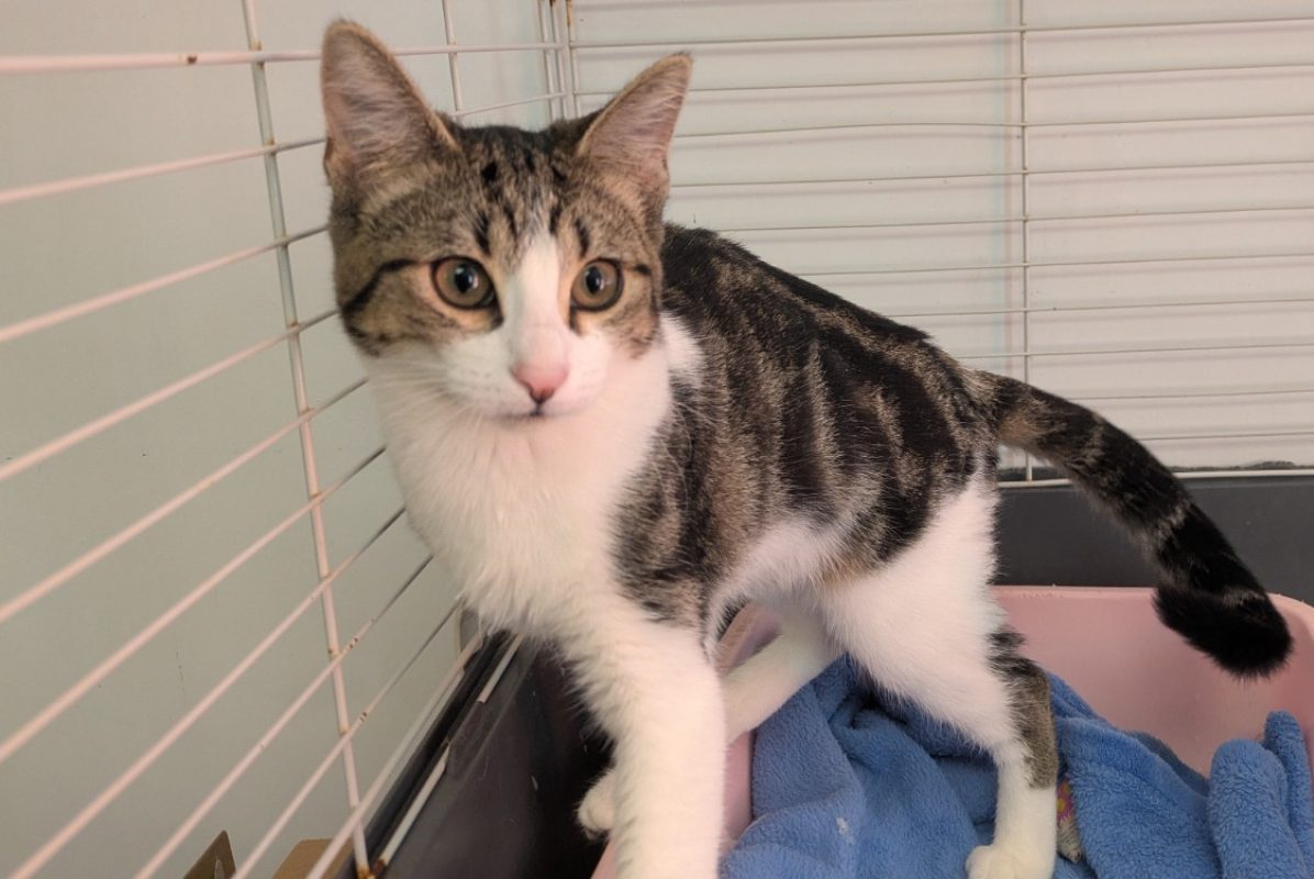 Miou-miou - Chat Européen à adopter