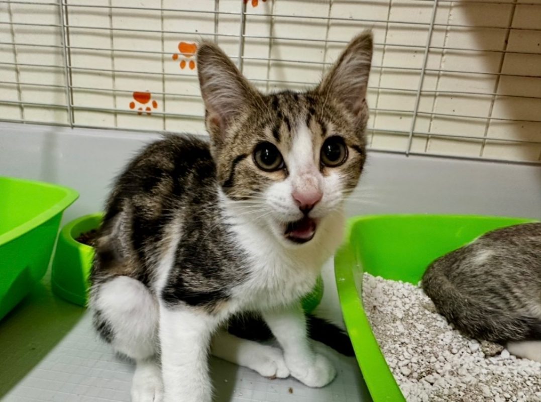 Miou-miou - Chat Européen à adopter - photo 2