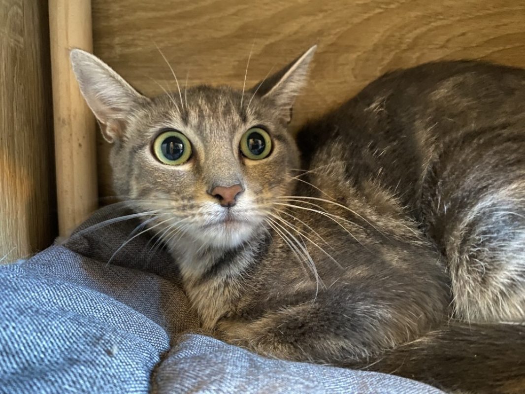Valka - Chat Européen à adopter