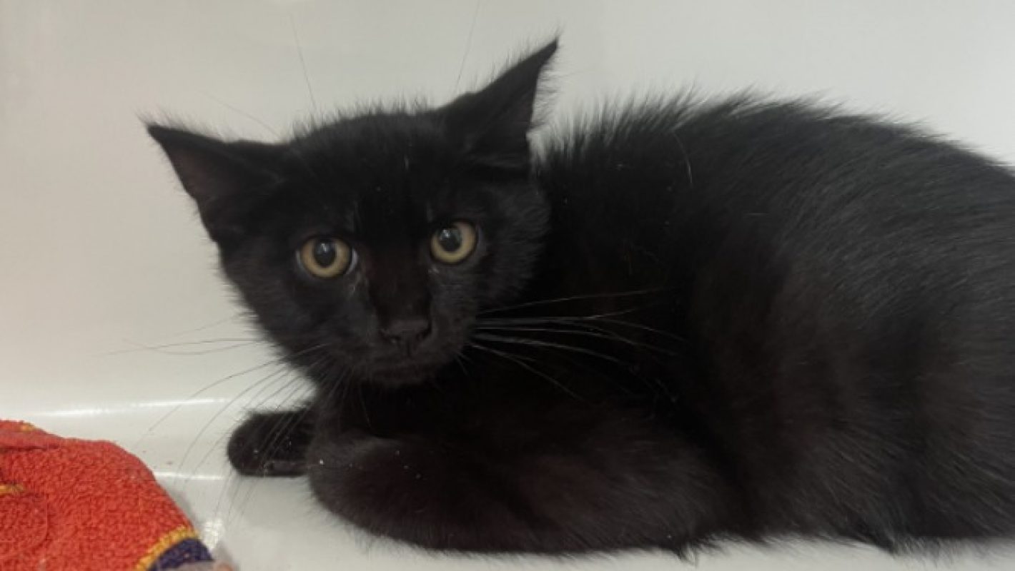 Bonzai - Chat Européen à adopter