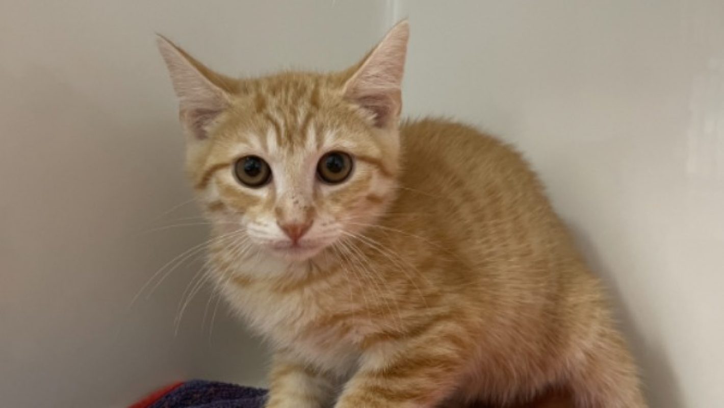 Bambou - Chat Européen à adopter