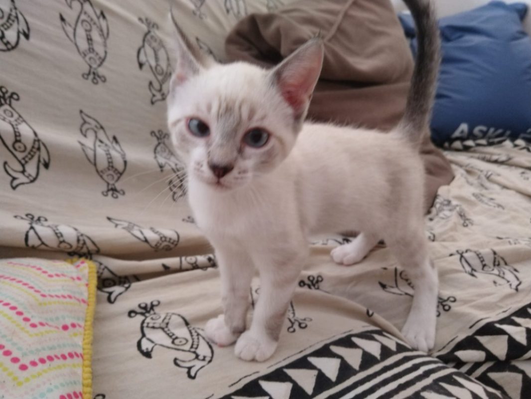 Kitty - Chat Européen à adopter