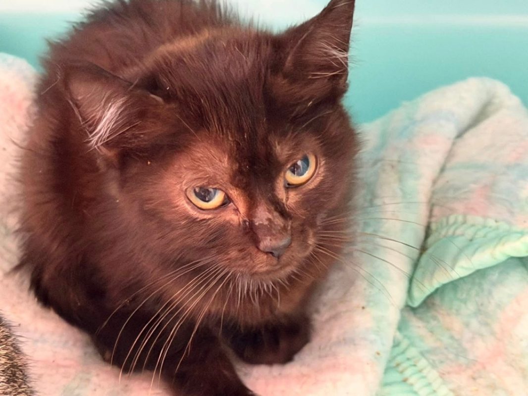 Coffee - Chat Européen à adopter