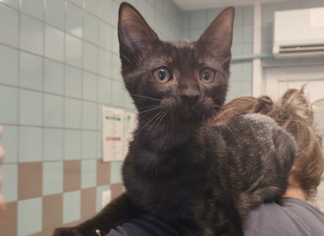 Banger - Chat Européen à adopter