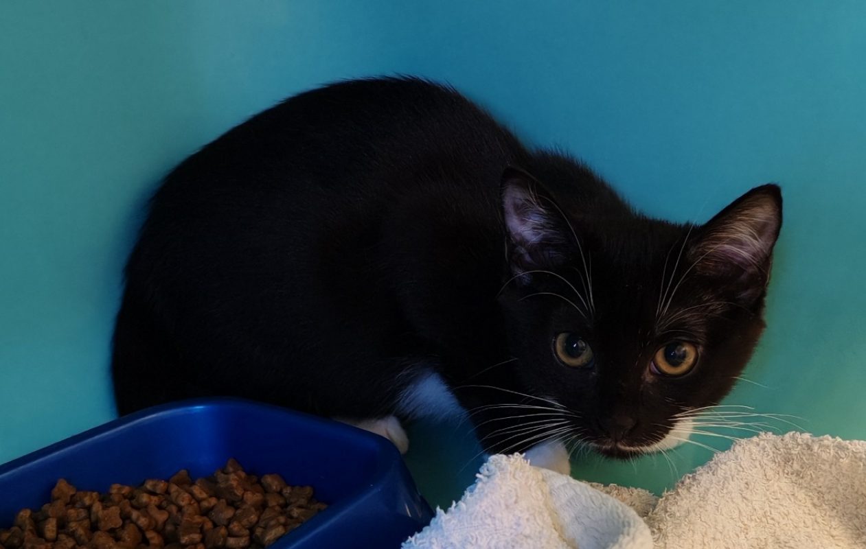 Sioban - Chat Européen à adopter
