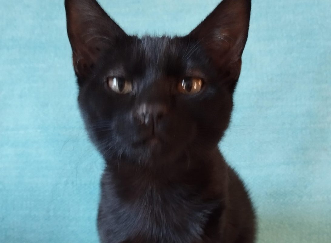 Jordan - Chat Européen à adopter