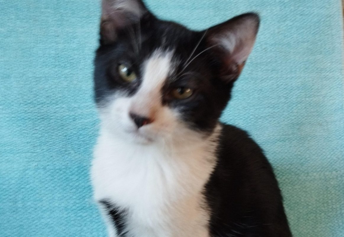 Tony - Chat Européen à adopter