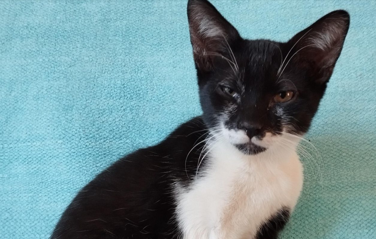 Enzo - Chat Européen à adopter