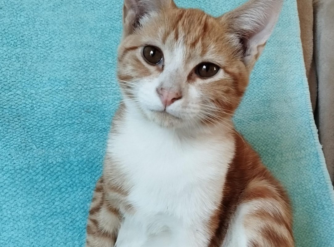 Brandon - Chat Européen à adopter