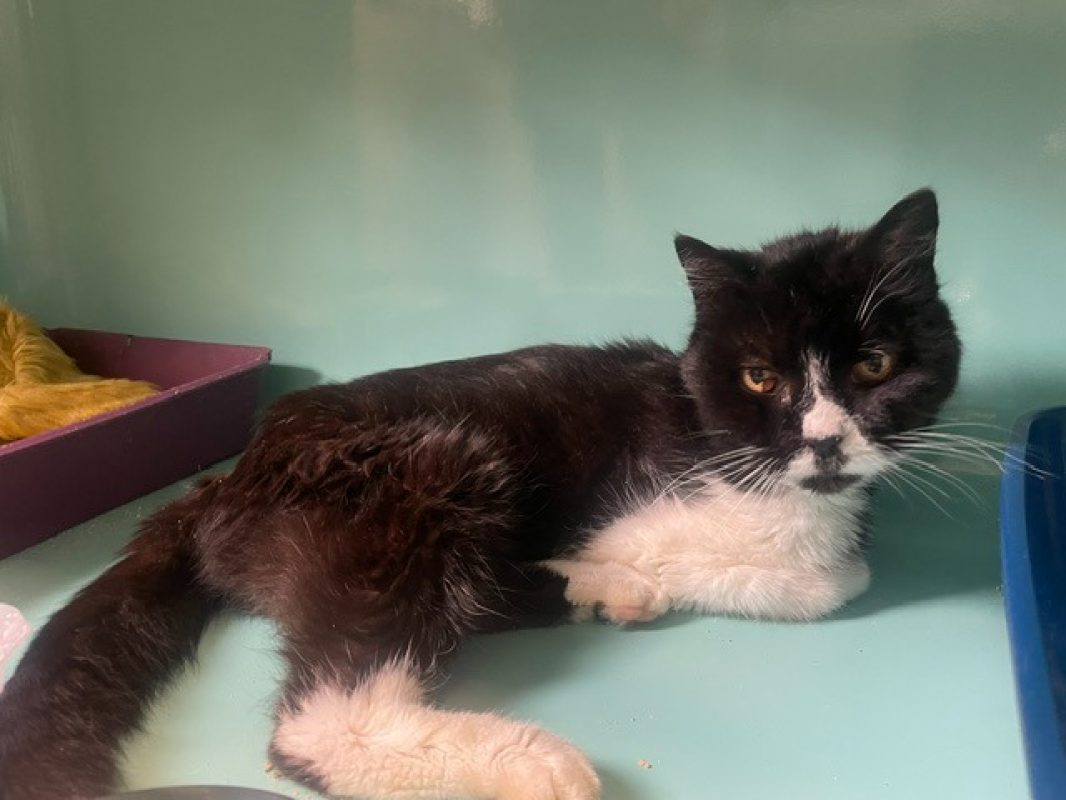 Djidji - Chat Européen à adopter