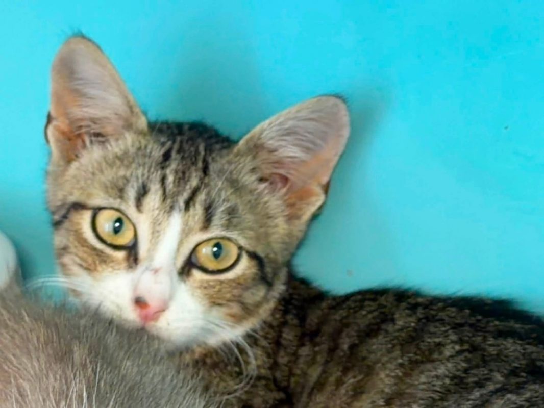 Chyto - Chat Européen à adopter
