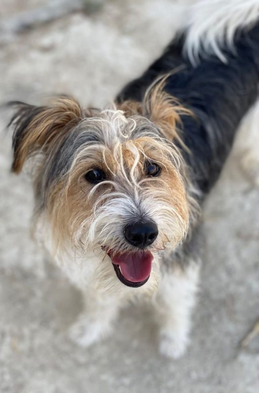 Mocho - Chien à adopter - photo 3