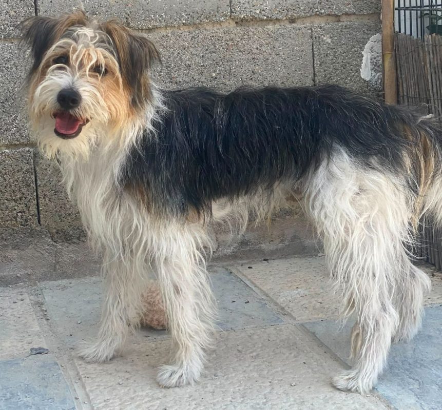 Mocho - Chien à adopter - photo 2