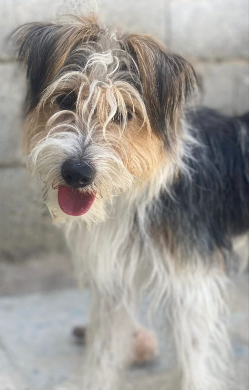 Mocho - Chien à adopter - photo 4