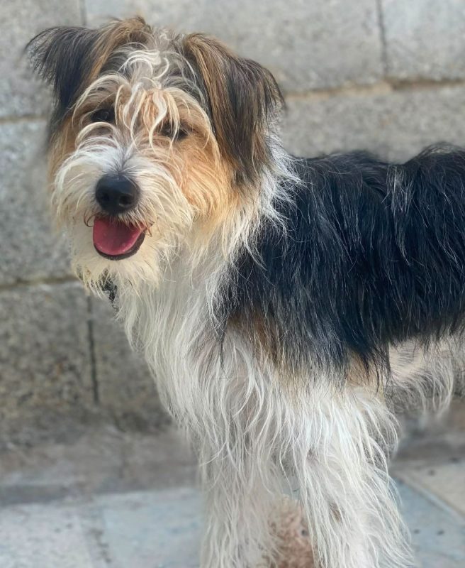 Mocho - Chien à adopter - photo 6