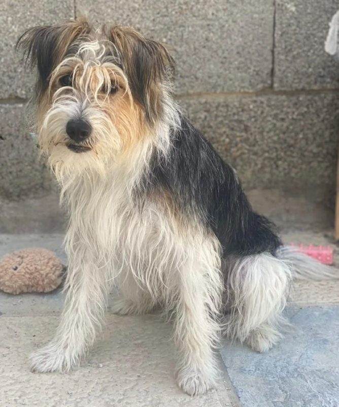 Mocho - Chien à adopter - photo 8