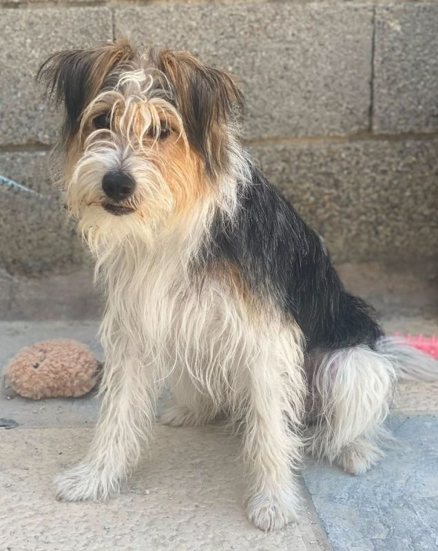 Mocho - Chien à adopter - photo 5