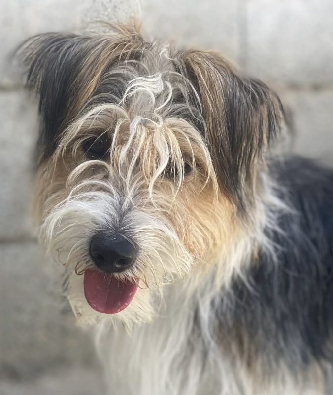 Mocho - Chien à adopter
