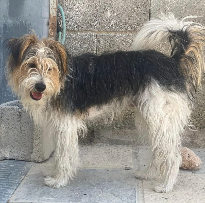 Mocho - Chien à adopter - photo 7