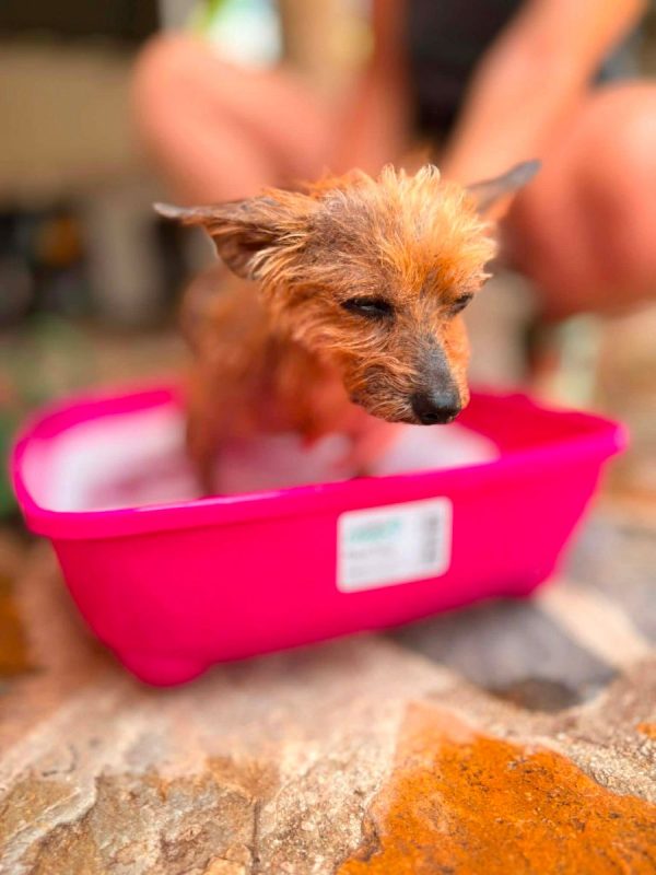 COSIMA - Chien à adopter - photo 6