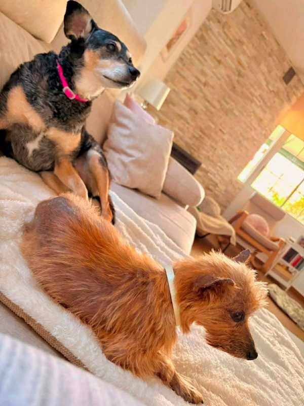 COSIMA - Chien à adopter - photo 7