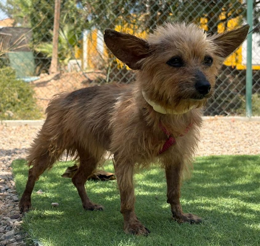 COSIMA - Chien à adopter - photo 2