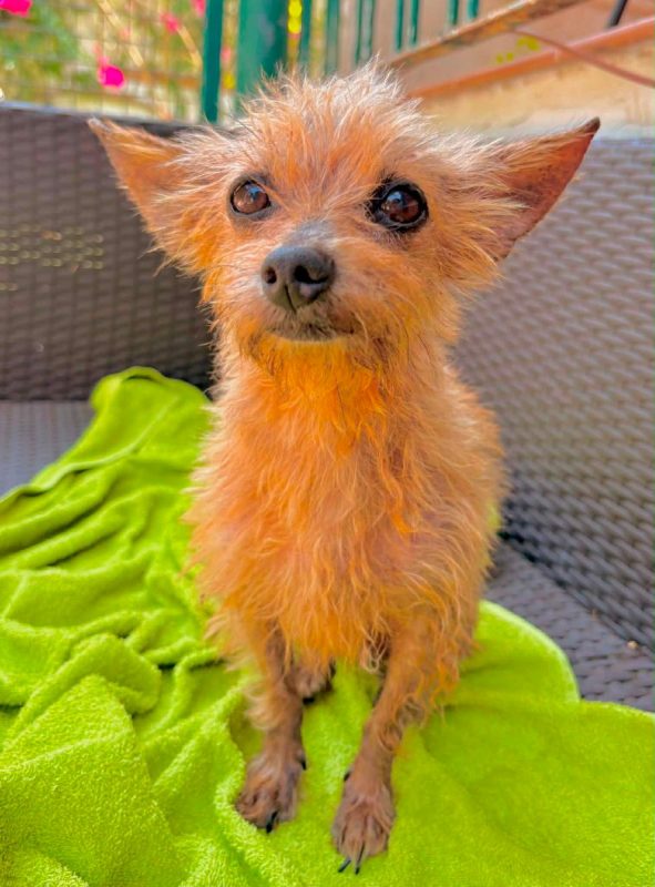 COSIMA - Chien à adopter - photo 3