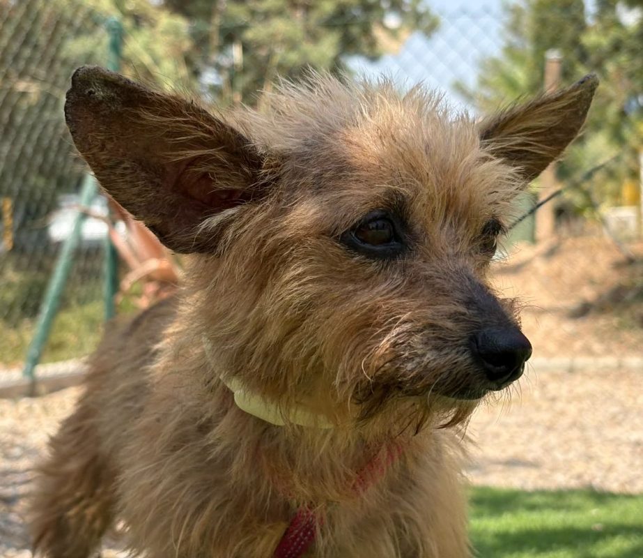 COSIMA - Chien à adopter - photo 9