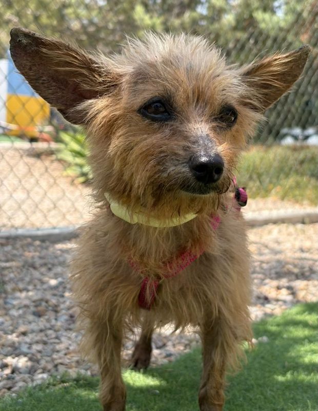 COSIMA - Chien à adopter - photo 11